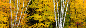 Fall In Arrowhead Pronvincial Park