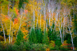 Fall In Arrowhead Pronvincial Park